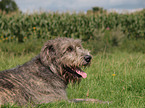 Irish Wolfhound