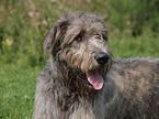 Irish Wolfhound Portrait