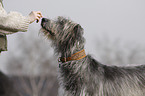 Irish Wolfhound portrait