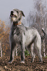 Irish Wolfhound