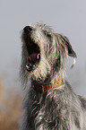 Irish Wolfhound portrait