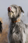 Irish Wolfhound portrait