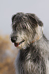 Irish Wolfhound portrait