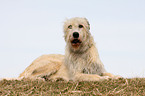 Irish Wolfhound