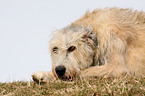 Irish Wolfhound