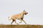 running Irish Wolfhound