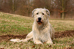 Irish Wolfhound