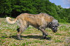 Irish Wolfhound