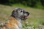 Irish Wolfhound Portrait