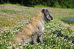 Irish Wolfhound