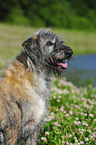 Irish Wolfhound Portrait