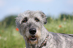 Irish Wolfhound Portrait