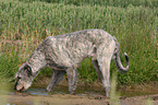 drinking Irish Wolfhound