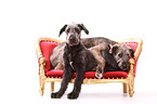 young Irish Wolfhounds