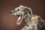 young Irish Wolfhound