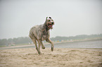 running Irish Wolfhound