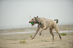 playing Irish Windhund