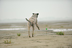 playing Irish Windhund