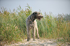 standing Irish Windhund