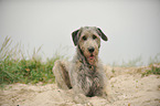 lying Irish Wolfhound