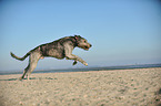 running Irish Wolfhound