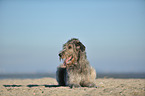 lying Irish Wolfhound