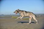 running Irish Wolfhound