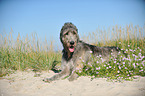 lying Irish Wolfhound