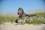 lying Irish Wolfhound