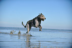 running Irish Wolfhound