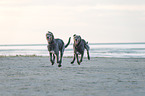 Irish Wolfhounds