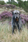 Irish Wolfhound