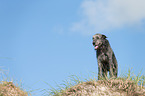 Irish Wolfhound