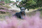 lying Irish Wolfhound