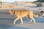 walking Irish Wolfhound