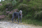 Irish Wolfhound