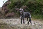 Irish Wolfhound