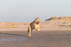 running Irish Wolfhound