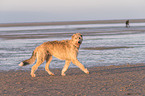 running Irish Wolfhound