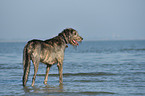 Irish Wolfhound