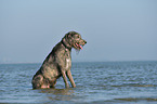 sitting Irish Wolfhound