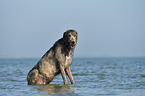 sitting Irish Wolfhound
