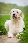 lying Irish Wolfhound