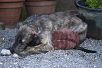 sleeping sighthound