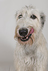 sighthound portrait