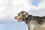 Irish Wolfhound