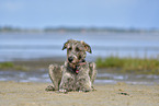 lying Irish Wolfhound