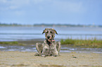 lying Irish Wolfhound