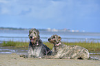 lying Irish Wolfhounds