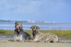 lying Irish Wolfhounds